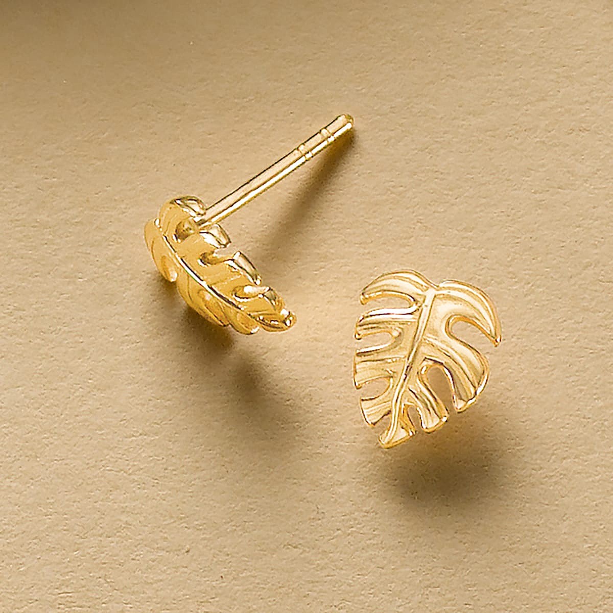 Puces Monstera Tropical